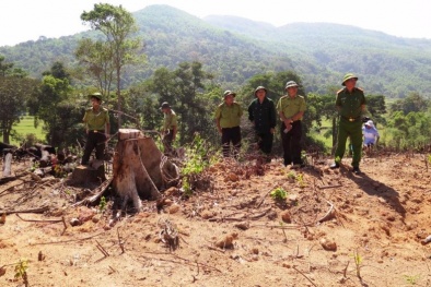 Gần 44 ha rừng tự nhiên bị xóa sổ ở Bình Định: Khởi tố vụ án hình sự