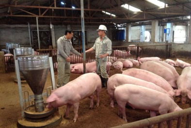 Hà Nội: Bỏ quy định kiểm dịch nội tỉnh, nguy cơ mất an toàn thực phẩm gia tăng