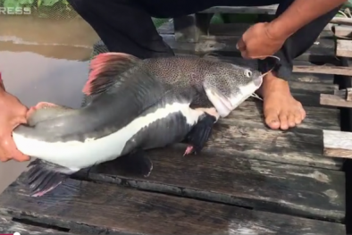 Nông dân nuôi đàn cá 'thủy quái' vùng Amazon giữa sông Hậu