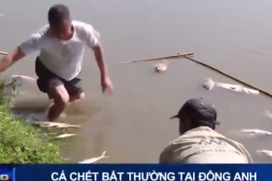 Cá chết bất thường tại huyện Đông Anh, Hà Nội