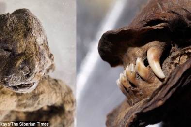 Bí ẩn xác ướp sư tử cách đây 12 000 năm còn nguyên da và lông