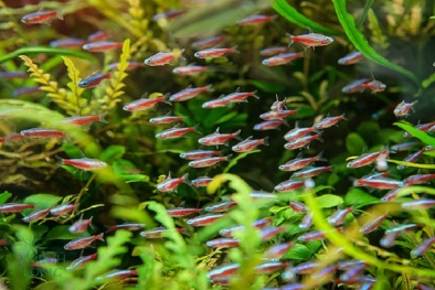 Nuôi cá neon lấp lánh trong bể thủy sinh tưởng khó mà hóa dễ