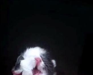 Xuất hiện chú mèo hai mặt kỳ dị vừa chào đời ở Trung Quốc