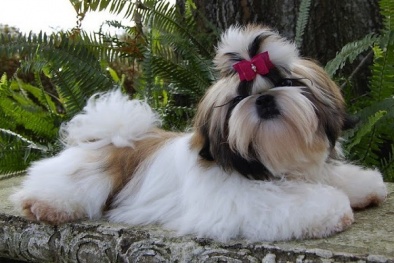 Kỹ thuật nuôi chó Shih Tzu sang chảnh, giỏi trông nhà