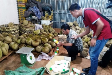 Rùng mình ‘chiêu’ làm chín sầu riêng bằng phân bón lá vào buổi tối, sáng mang đi bán