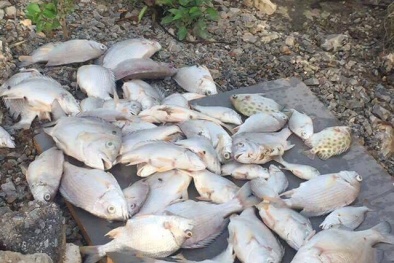 Vụ cá chết bất thường ở Nghệ An: Đã lấy mẫu nước để xét nghiệm