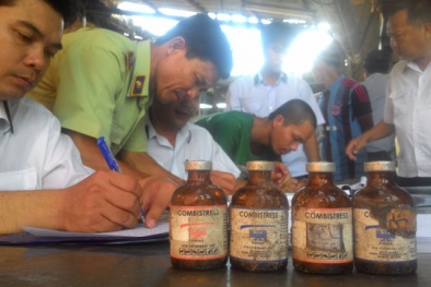 Bắt quả tang cơ sở tiêm thuốc an thần vào hơn 5.000 con heo tại huyện Củ Chi