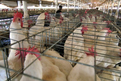 Kháng sinh tràn lan trong thực phẩm, gia tăng nguy cơ vi khuẩn kháng thuốc 