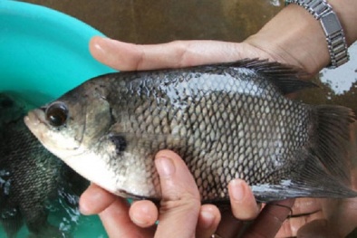 Kỹ thuật nuôi cá tai tượng thương phẩm nhanh lớn mà dễ bán