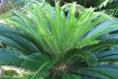 Cây Vạn tuế mang tài vận và hạnh phúc cho gia chủ nếu trồng theo cách này