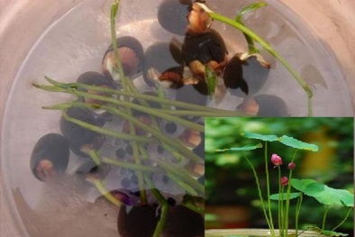 Tạo chậu sen Nhật để bàn cực đáng yêu chỉ vài bước trồng bằng hạt đơn giản