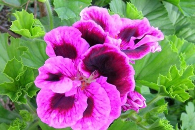 Bất ngờ với ý nghĩa của cây Phong lữ ai cũng nên biết để trồng tại nhà