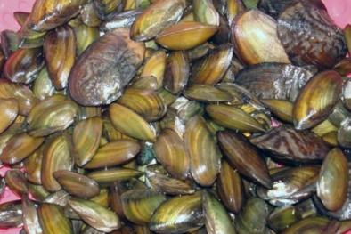 Ăn cua, ngao, trai, hến cẩn trọng kẻo 'trúng độc' vì nhiễm chì cực mạnh