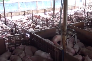 Lợn được tiêm thuốc an thần: Người dùng lãnh đủ