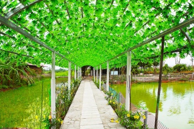 Một ngày 'tập làm nông dân' tại nông trang xanh FLC Vĩnh Phúc