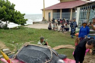 Ngư dân Mũi Né chôn cất ‘cụ’ rùa khế ‘khủng’ dài hơn 3 m, nặng gần 1 tấn