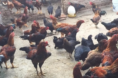 Kỹ thuật nuôi gà lai chọi nhanh lớn, chất lượng thịt tốt thu lãi khủng mỗi năm