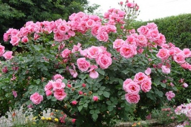 Trồng hoa hồng từ hạt và cách để cho hoa nở to, màu sắc rực rỡ bền lâu
