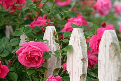 Trồng hoa tầm xuân hồng đẹp ngất ngây lại làm thuốc chữa 'bách bệnh'