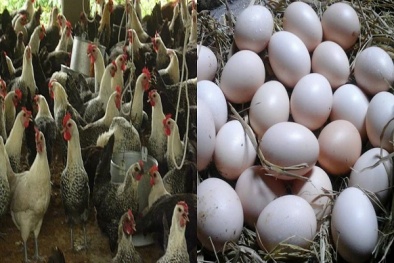 Tổng hợp 100 hình về mô hình nuôi gà ta đẻ trứng  NEC