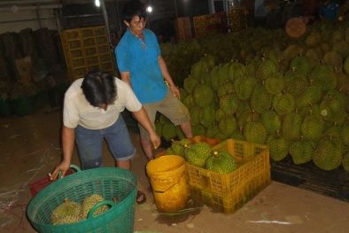 Phát hiện hàng chục tấn sầu riêng ngâm hóa chất