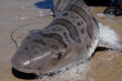 Bí ẩn hàng ngàn con cá mập bị 'ăn não' nằm chết la liệt trên bờ biển