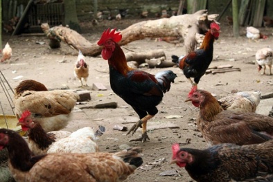 Gà mía thả vườn thịt thơm ngọt, nuôi nhanh lớn cho hiệu quả kinh tế cao