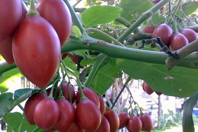 Cà chua thân gỗ hàng 'hiếm', giá 'cắt cổ' nhưng trồng tại nhà chỉ vài bước đơn giản