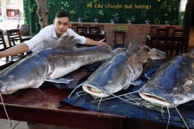 3 con cá lăng nặng ‘khủng’ 300 kg về Việt Nam, đại gia xuống tiền mua luôn