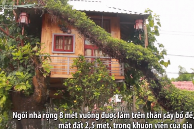 Người đàn ông làm nhà trăm triệu đồng trên cây bồ đề