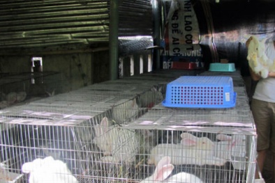 Làm giàu từ nuôi thỏ sinh sản