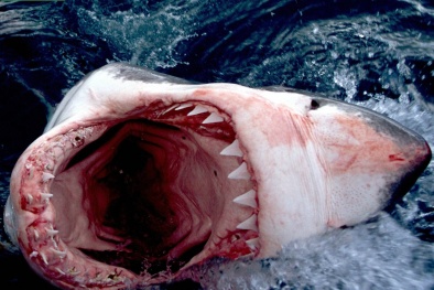 Bí ẩn 'quái vật khổng lồ' làm thịt cá mập trắng 'trong 1 nốt nhạc'