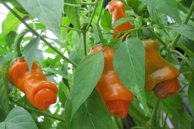 Kỹ thuật trồng ớt có 'hình thù kỳ quái' thu hút người mua với hiệu quả kinh tế cao