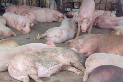 Tiếp tục phát hiện lợn bị ‘dính’ thuốc an thần 'đe dọa' sức khỏe người dùng