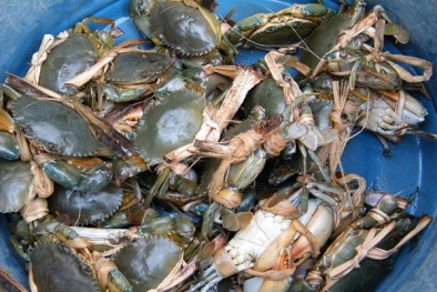 Kỹ thuật nuôi cua biển thương phẩm trong ao vừa tiết kiệm vừa cho lãi lớn