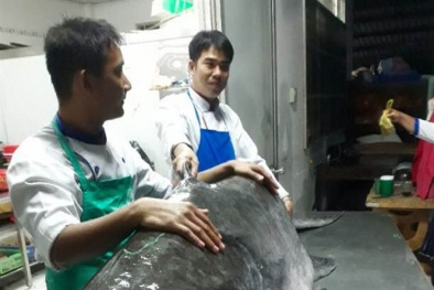 An Giang: Cá tra khổng lồ 160 kg về nhà hàng, đại gia trả 1 triệu đồng/kg