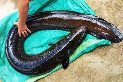 Quảng Ngãi: Cá chình 'khủng' 14 kg trong lòng hồ thủy điện dính câu cần thủ 