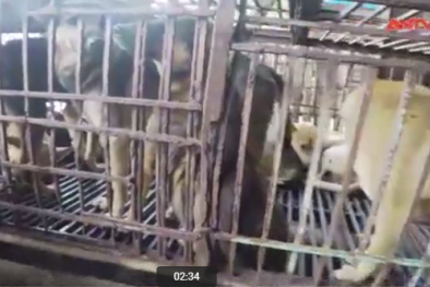 Cảnh giác với thịt chó bẩn