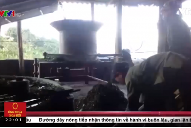 Hãi hùng quy trình sản xuất chè khô pha tạp chất