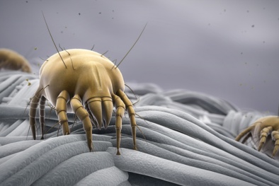 Mạt bụi nhà gây ra các bệnh lý nguy hiểm cho người