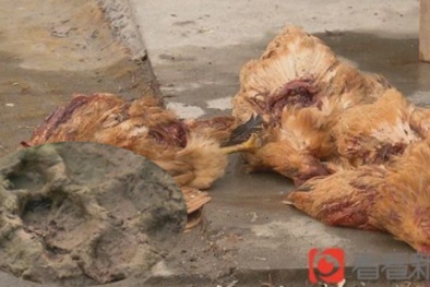 Bí ẩn 'quái thú' hút khô máu của hơn 200 con gà và vịt tại Trung Quốc