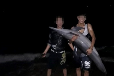 Làm rõ vụ việc cá heo nặng gần 30 kg trôi dạt vào bãi biển Đồ Sơn bị xẻ thịt