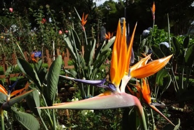 Cây độc: Không nên đứng lâu cạnh hoa thiên điểu, lý do sẽ khiến bạn giật mình