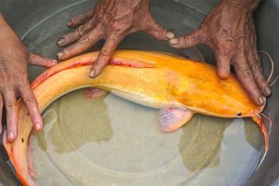 Xôn xao loạt cá trê ‘đột biến gen’ màu vàng, hồng quý hiếm ở Việt Nam