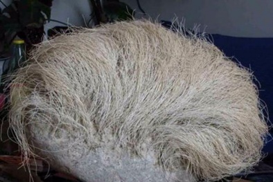 Bí ẩn hòn đá nhẵn thín bất ngờ 'mọc tóc' gây sửng sốt tại Trung Quốc