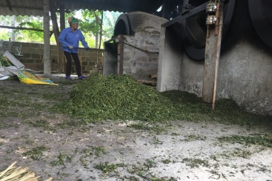 Cách nhận biết chè pha trộn tạp chất