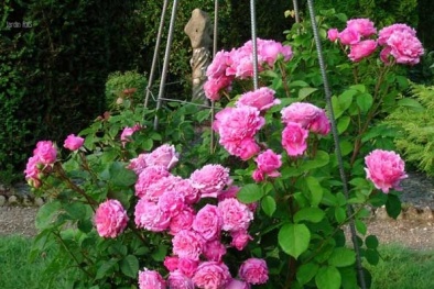 Kỹ thuật trồng hoa hồng leo Diễm Loan cho vườn nhà rực rỡ đón Tết