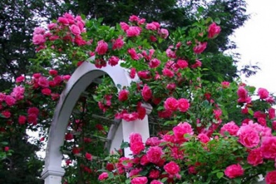 Kỹ thuật cắt tỉa và tạo dáng cho hoa hồng leo nở hoa rực rỡ đúng dịp Tết