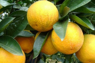Kỹ thuật trồng cây cam Vinh cho năng suất vượt trội kiếm tiền tỷ mỗi năm