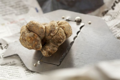 Vì sao loại nấm 'siêu' đắt nay càng đắt hơn, lên tới 160 triệu đồng/kg?